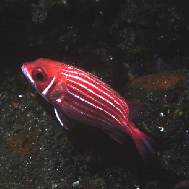 Sargocentron spinosissimum